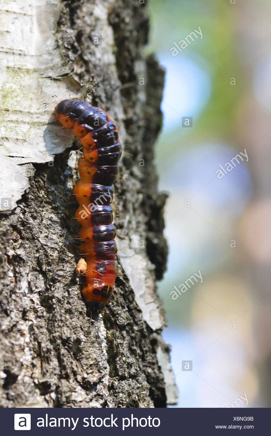 Goat moth Stock Photo
