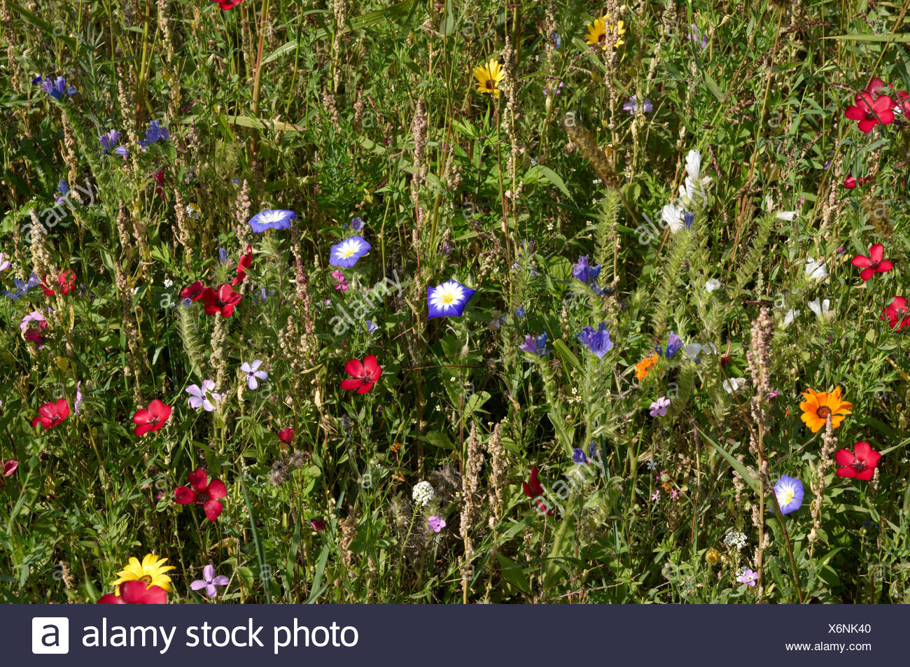 coloured, colourful, gorgeous, multifarious, richly coloured, flower, flowers, Stock Photo