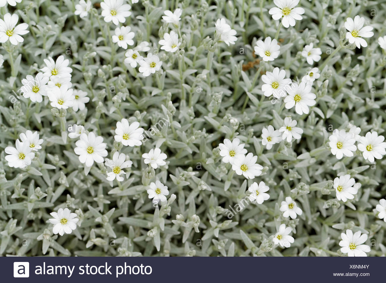 White Rock Flower Garden Edging Stock Photo Alamy