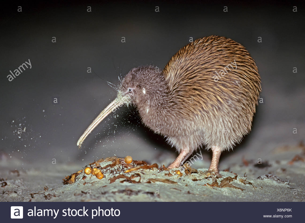 Apterygiformes Stock Photos & Apterygiformes Stock Images - Alamy