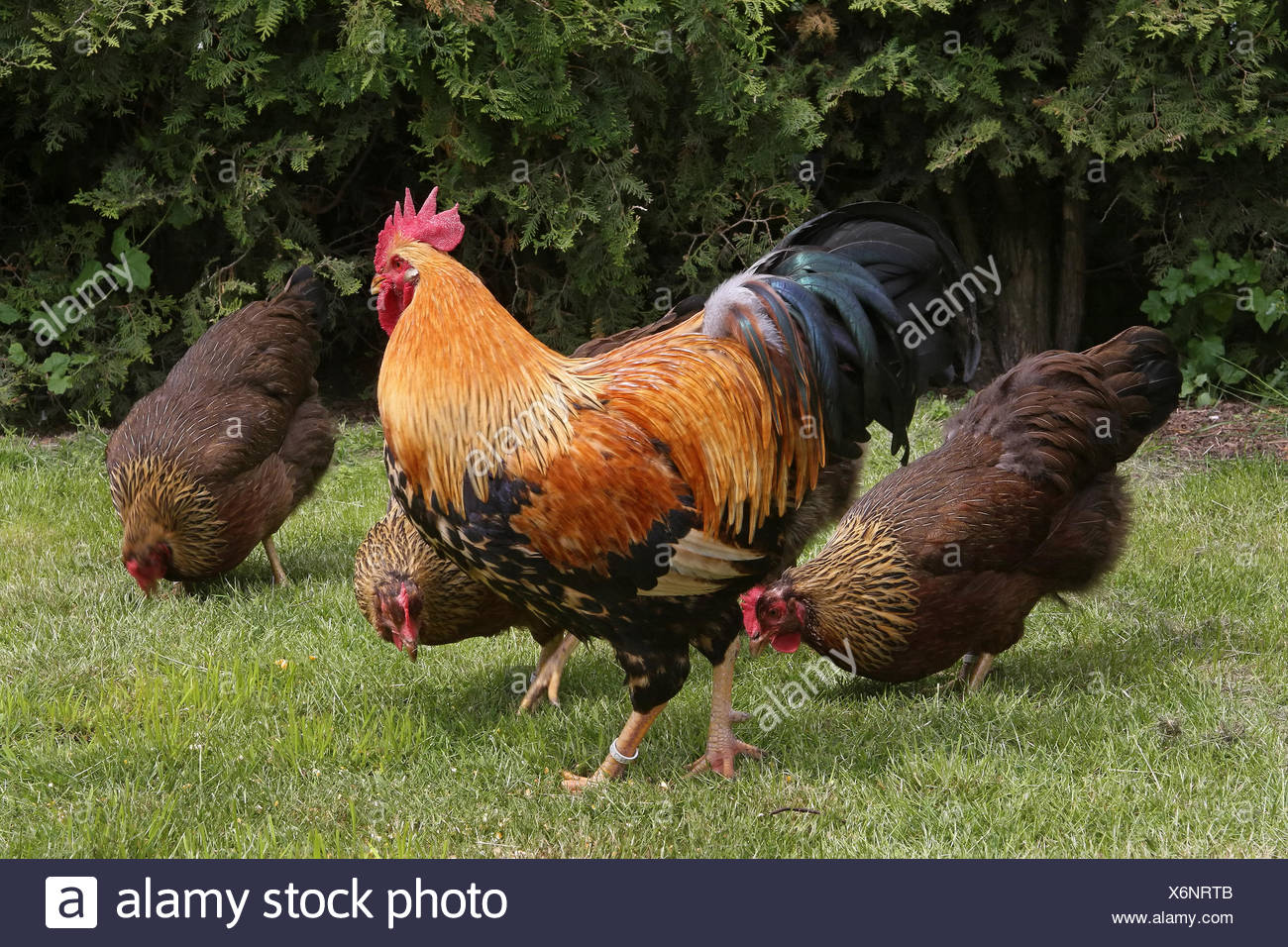 Haushahn High Resolution Stock Photography and Images - Alamy