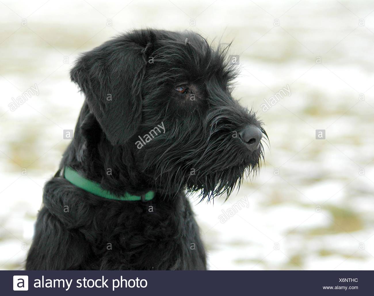 baby schnauzer dog