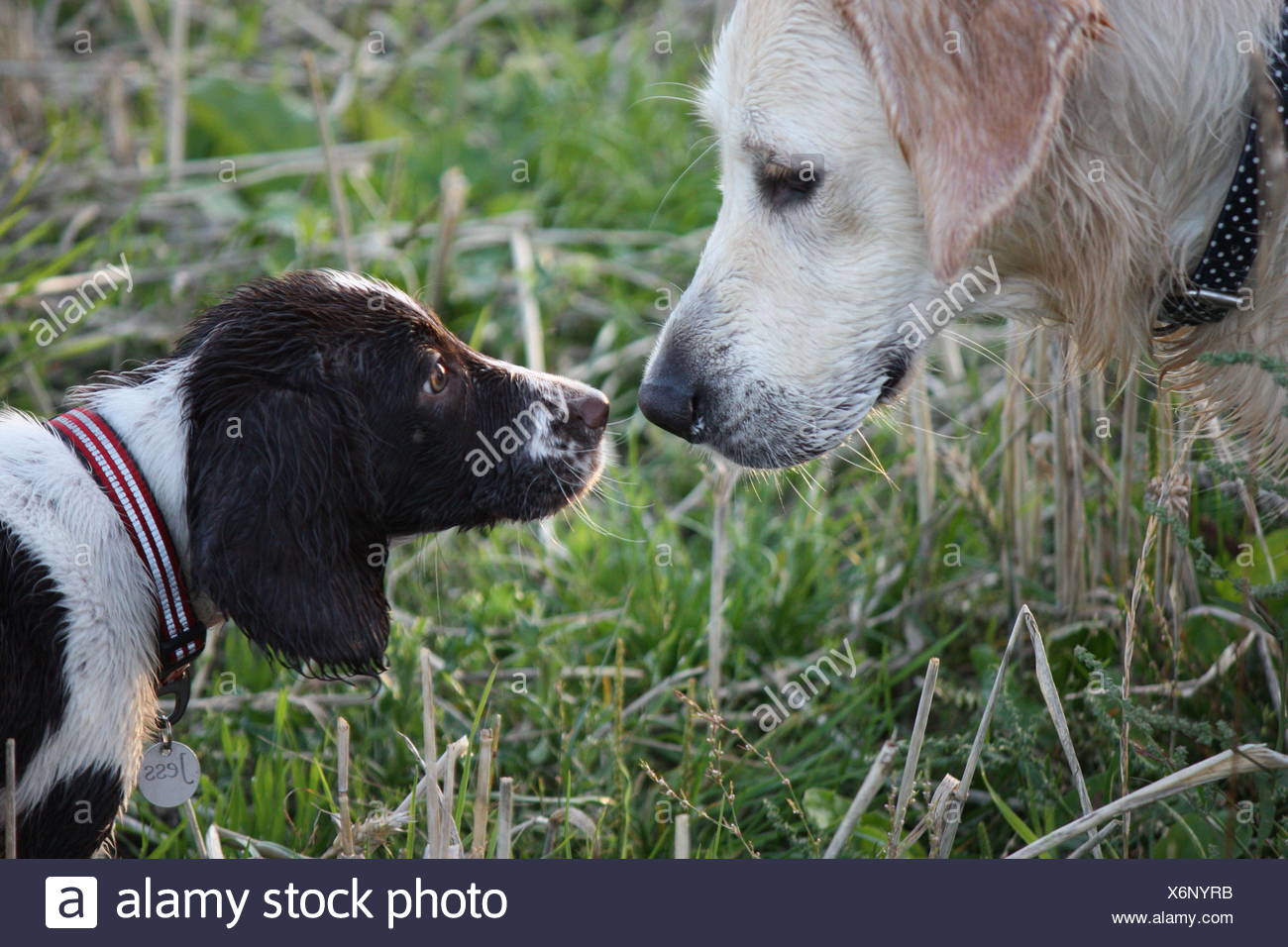 springer spaniel golden retriever