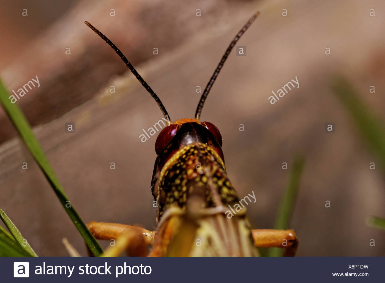 Locust Eating Leaf High Resolution Stock Photography and Images Alamy