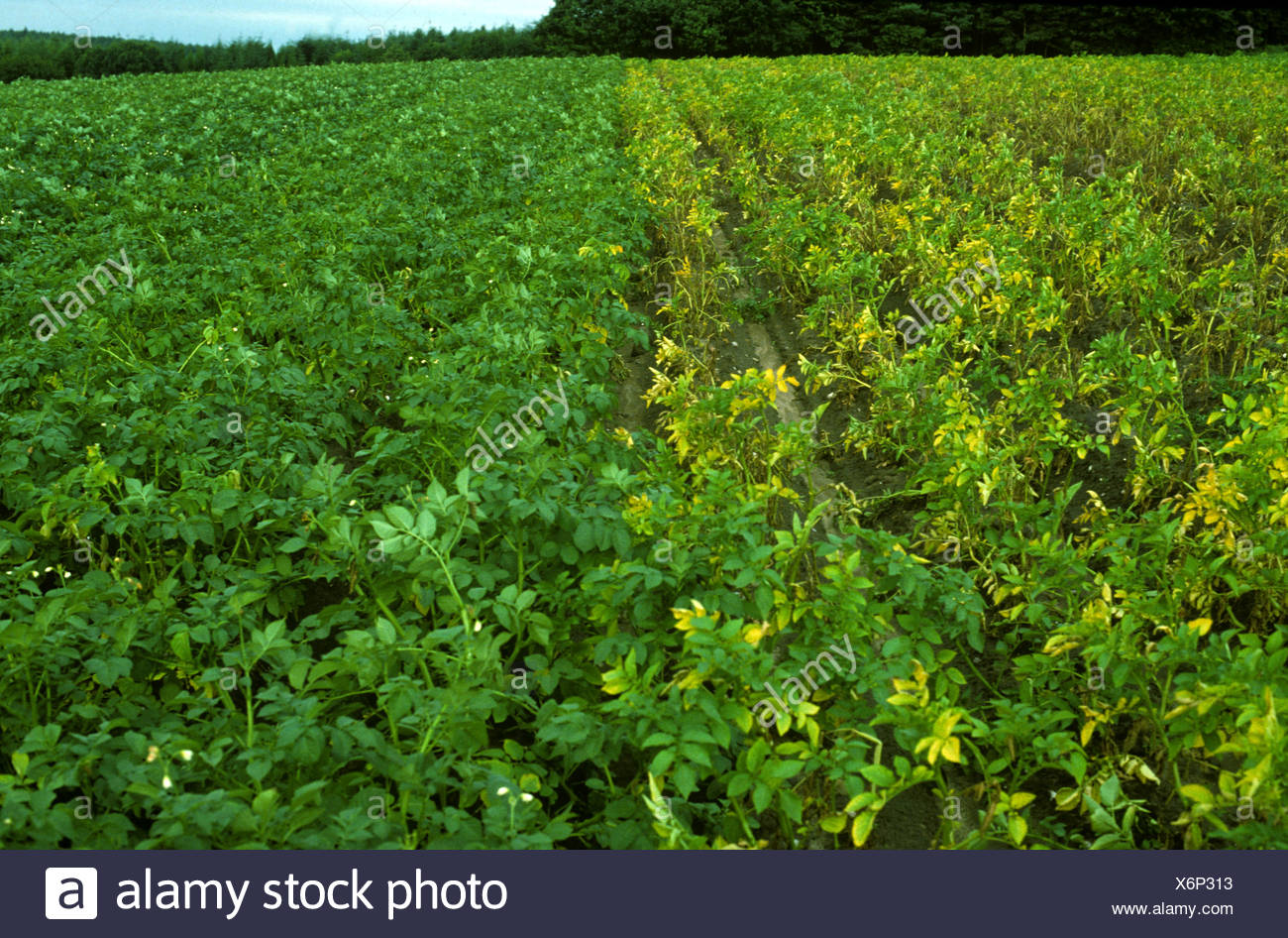 Golden Potato Cyst Nematode Globodera Rostochiensis Damage To Potato Crop Cv Resistant Variety Stock Photo Alamy