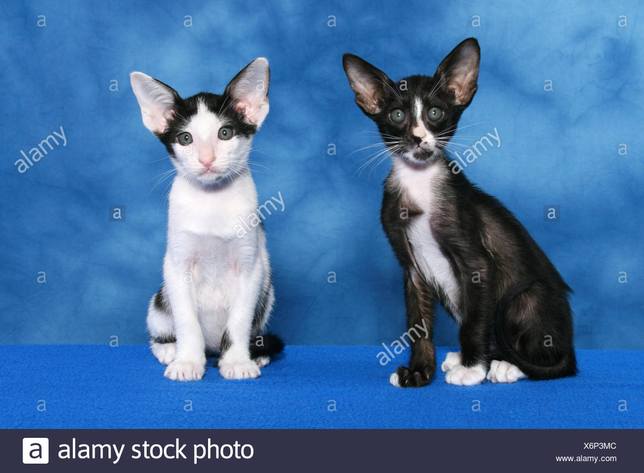 Oriental Shorthair Kitten Stock Photo 279539692 Alamy