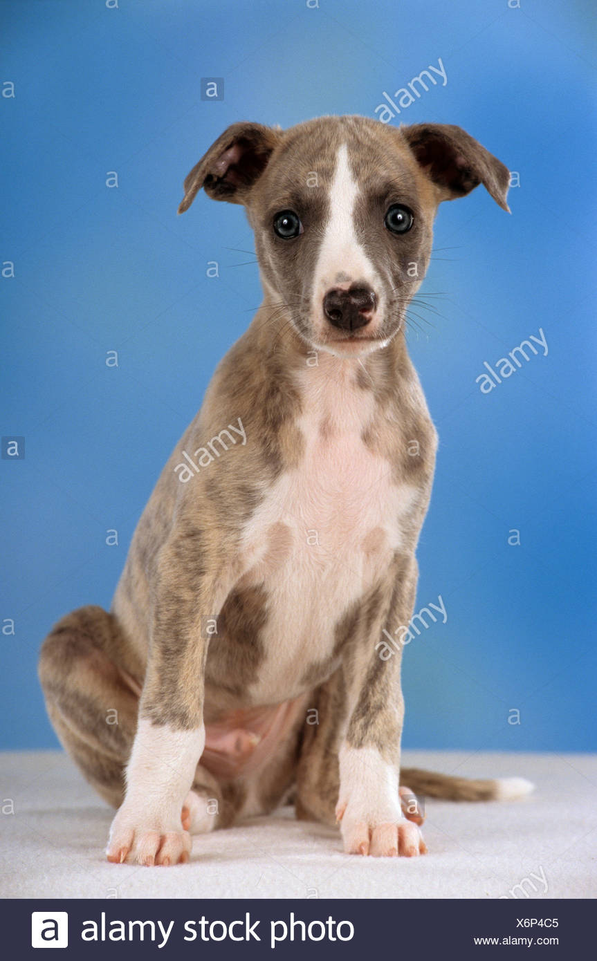 Whippet Dog Puppy Sitting Cut Out Stock Photo 279540245 Alamy