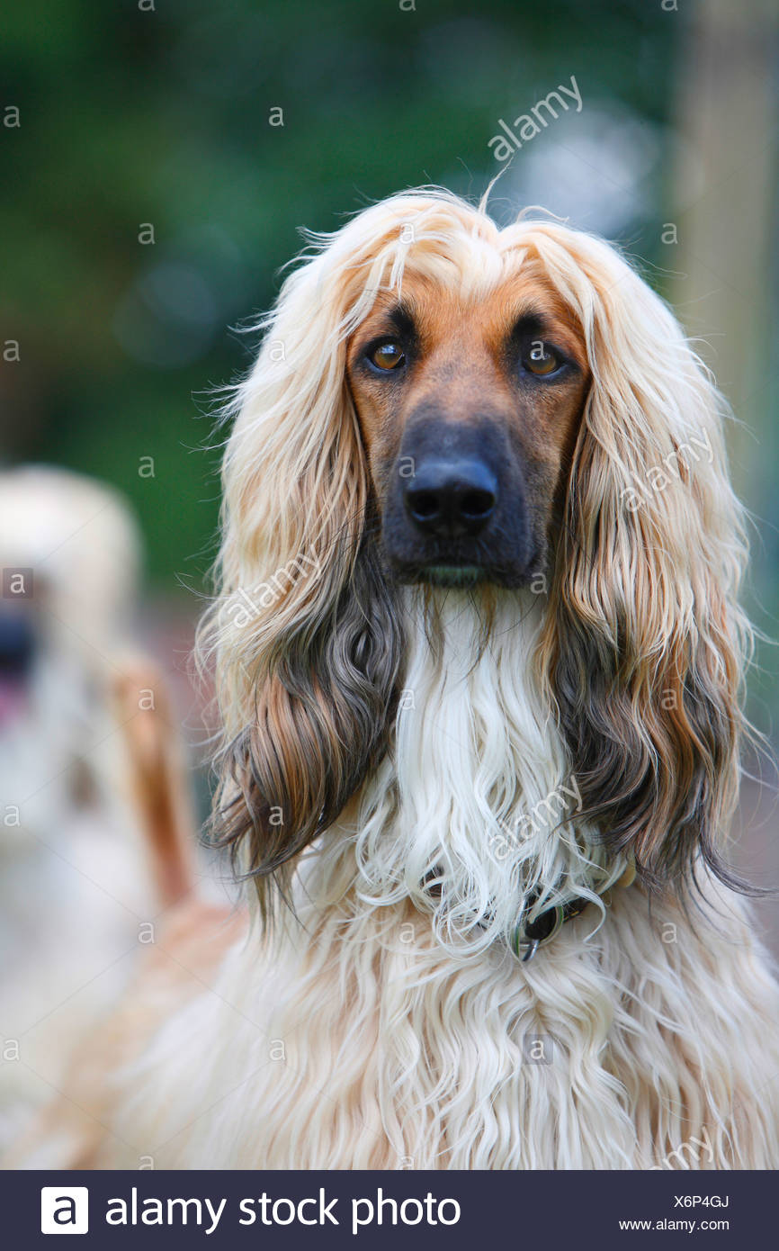 Afghan Hound Blond Stock Photos Afghan Hound Blond Stock Images