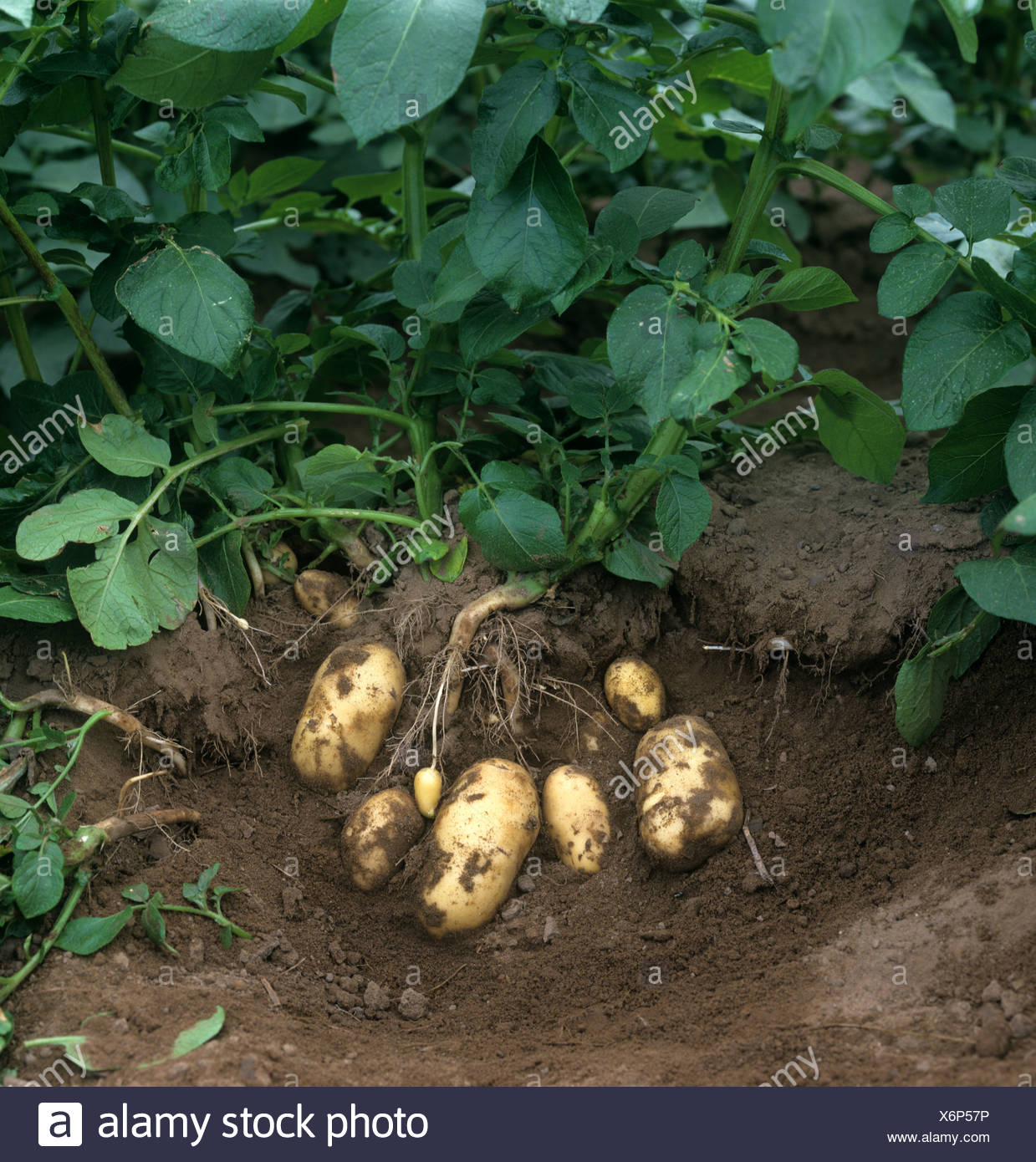 Albums 99+ Pictures Potato Prolapsed Vagina Old Wives Tale Superb