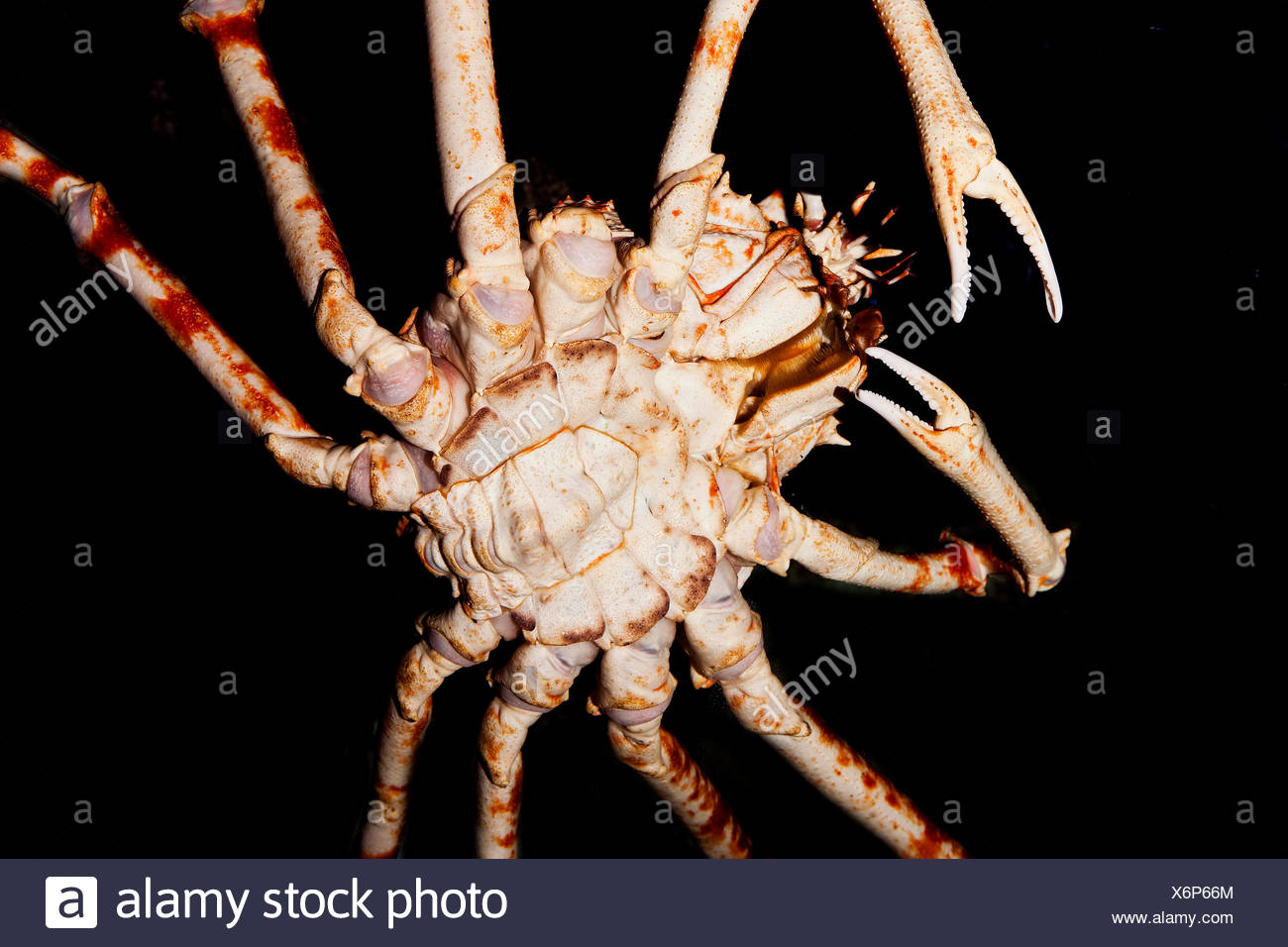 Japanese Spider Crab Or Giant Spider Crab Macrocheira Kaempferi Adult Underside View Stock Photo Alamy