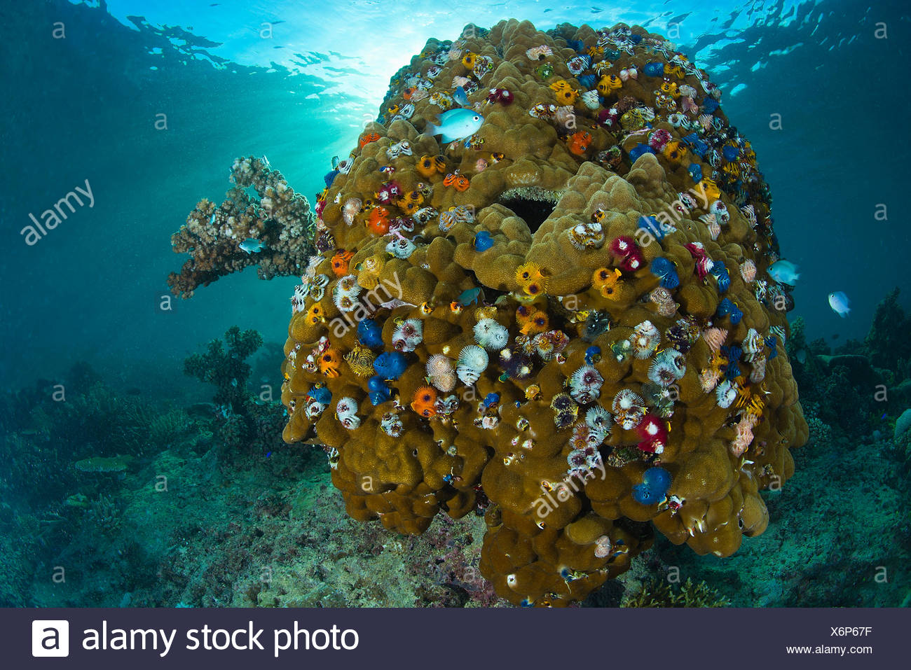 Christmas Tree Worm Covering Coral Head Fiji Stock Photo Alamy
