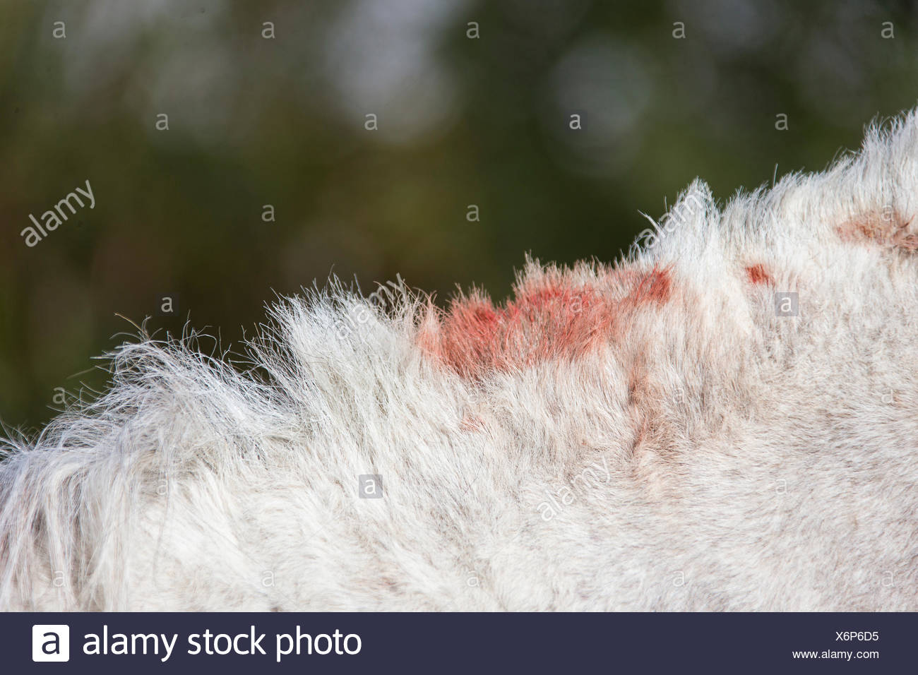 Sweet Itch Horse Stock Photos & Sweet Itch Horse Stock Images Alamy