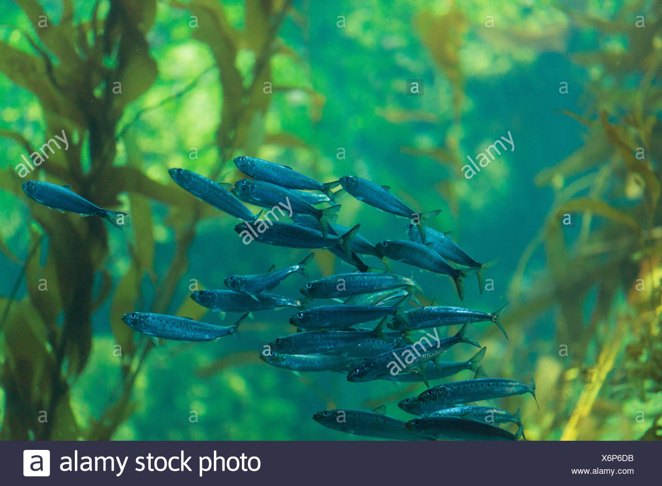 Pacific Sardine High Resolution Stock Photography and Images Alamy