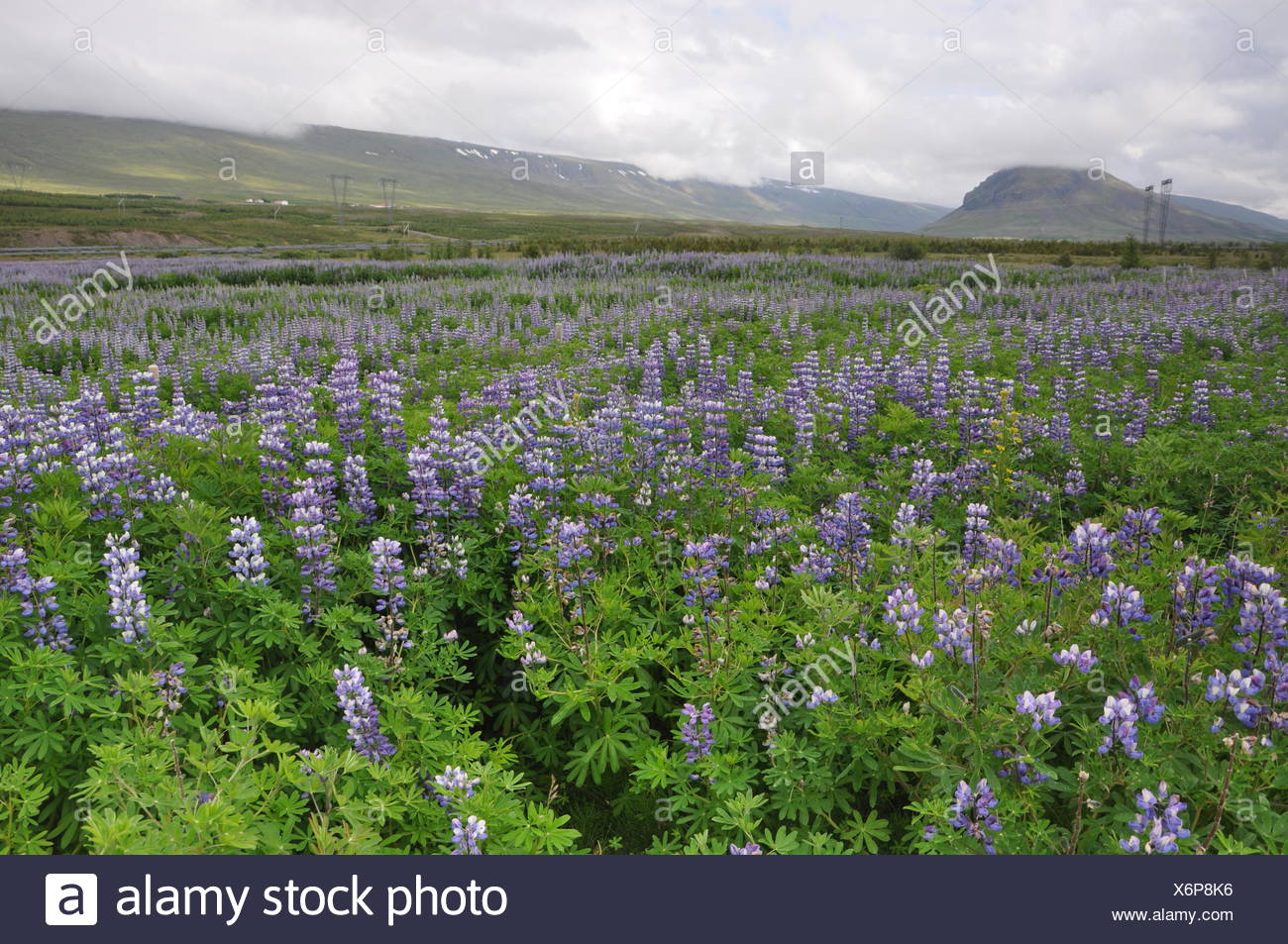 Lupine Lupinus Wolfsbohne Feigbohne Blume Blute Bluten