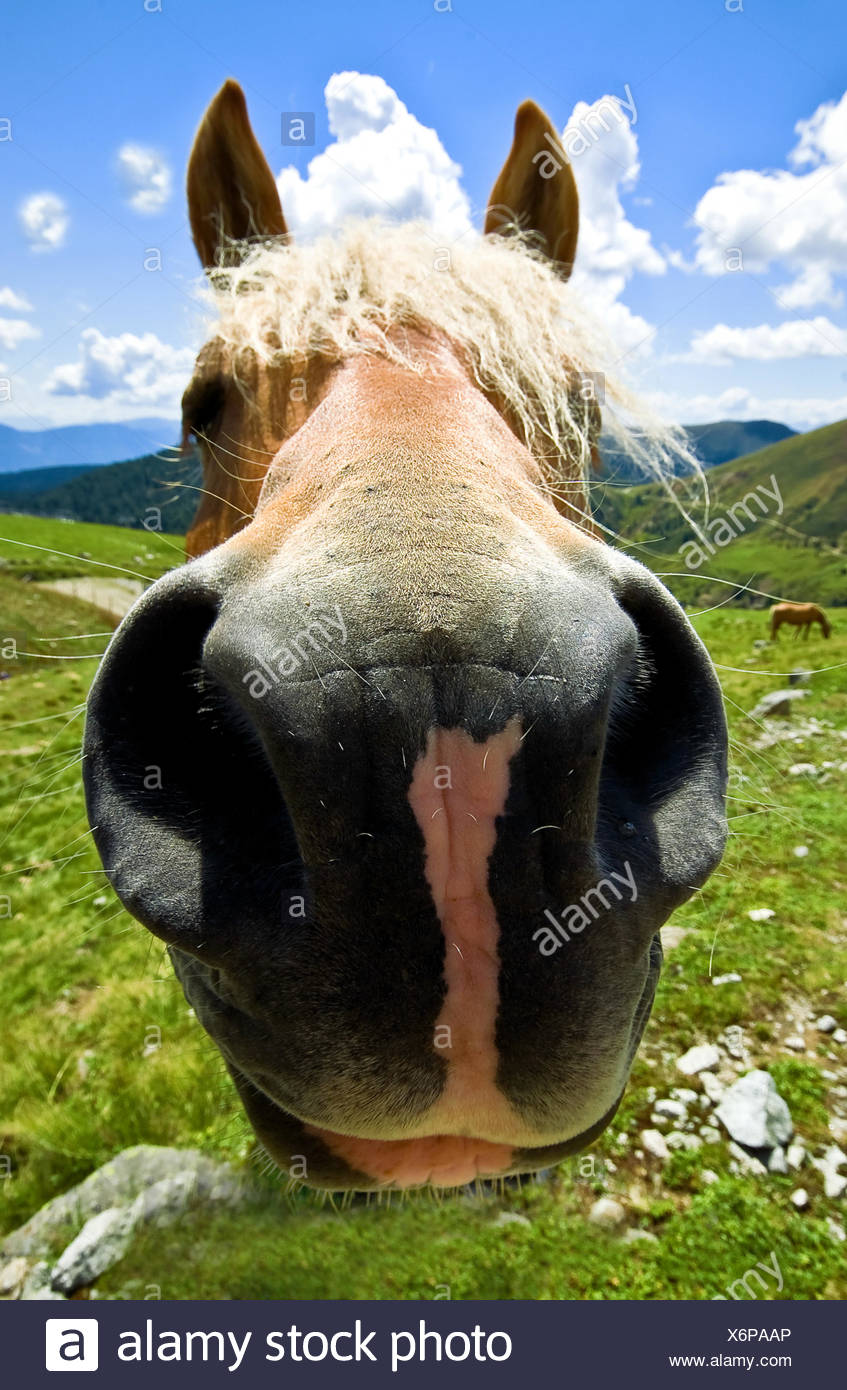 Funny Haflinger Horses Horse High Resolution Stock Photography and
