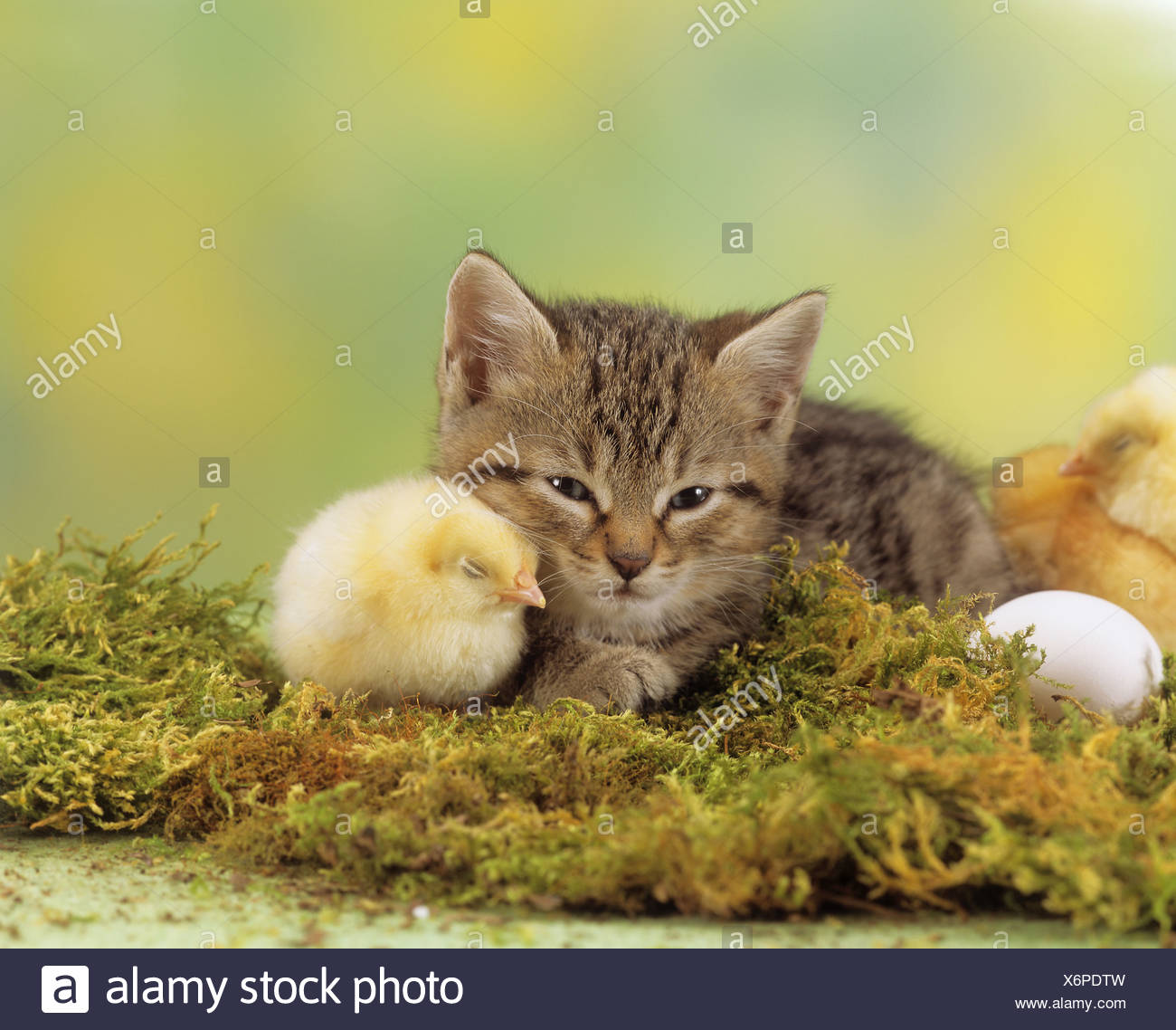 Animal Friendship Kitten And Chicken Stock Photo Alamy