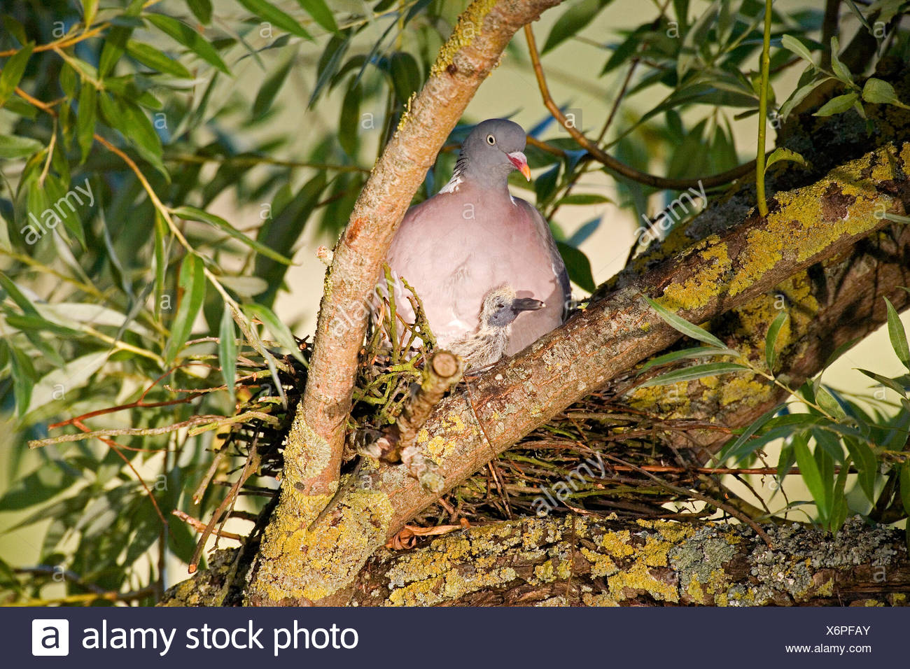 Common Wood Pigeon Nest High Resolution Stock Photography And Images Alamy Common Wood Pigeon Nest High Resolution Stock Photography And Images Alamy