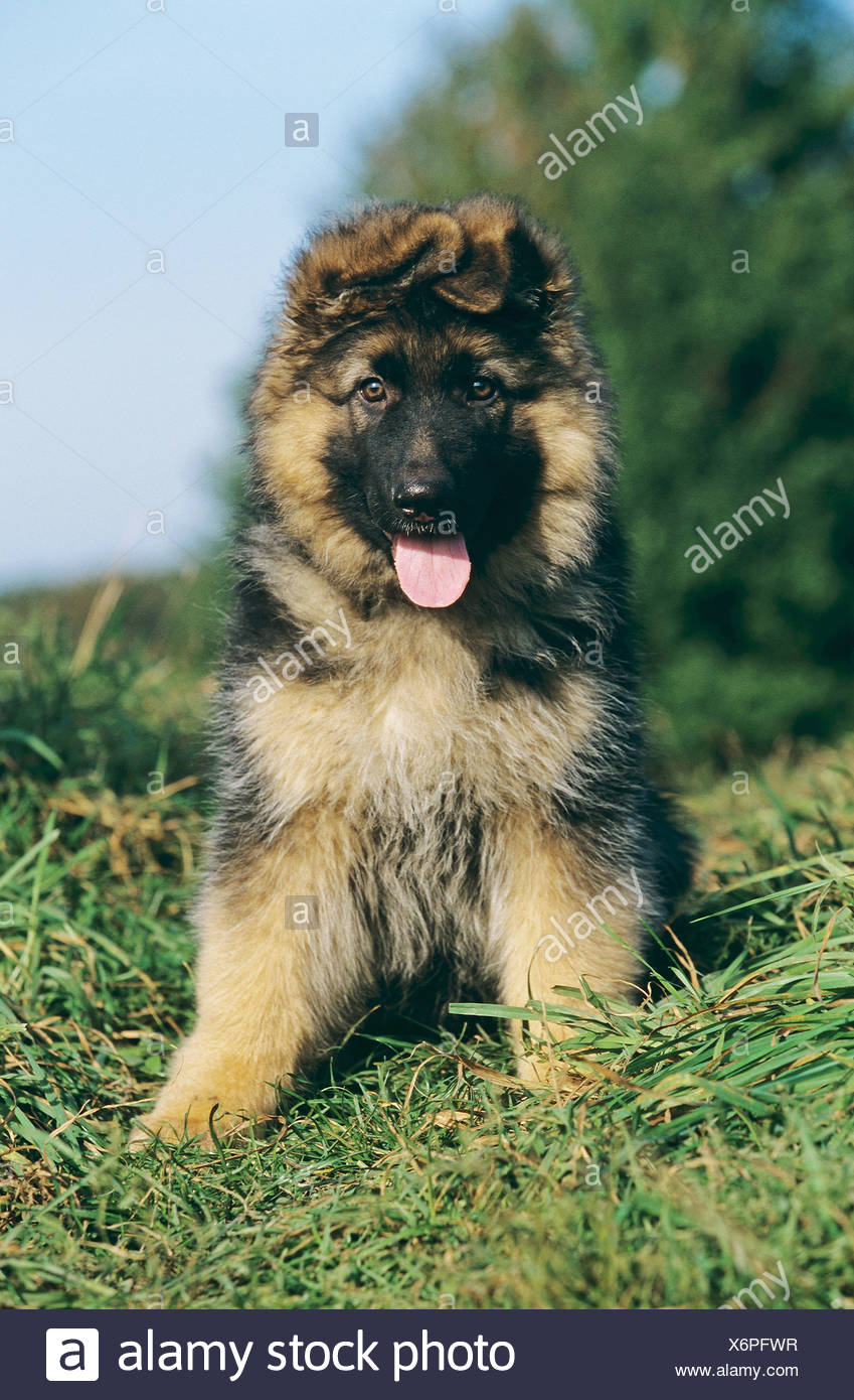 German Shepherd Dog Puppy Sitting On Meadow Stock Photo