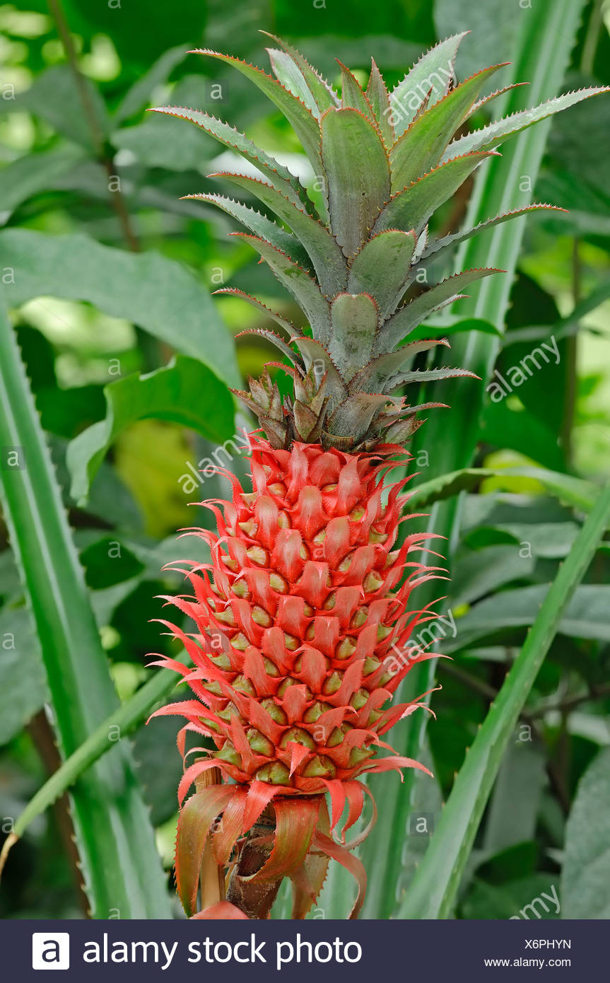 Ananas Comosus High Resolution Stock Photography and Images Alamy