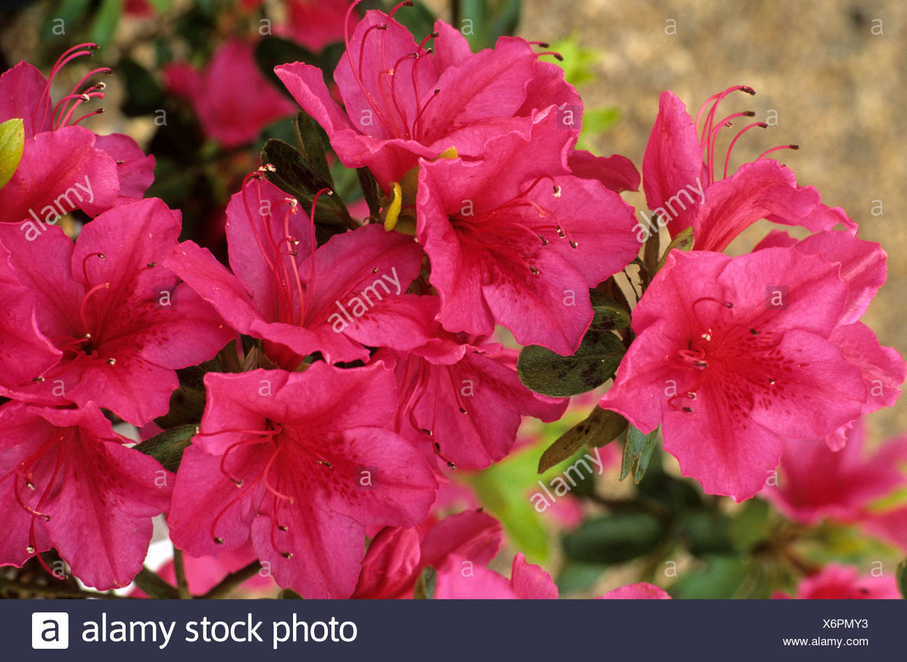 My Favorite Plant In The Garden This Week Is Rhododendron Hino