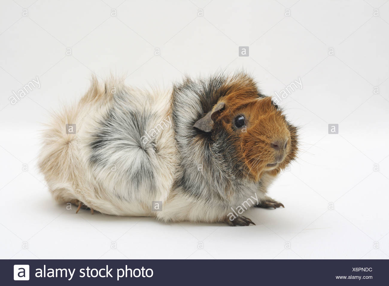 rosette guinea pig for sale
