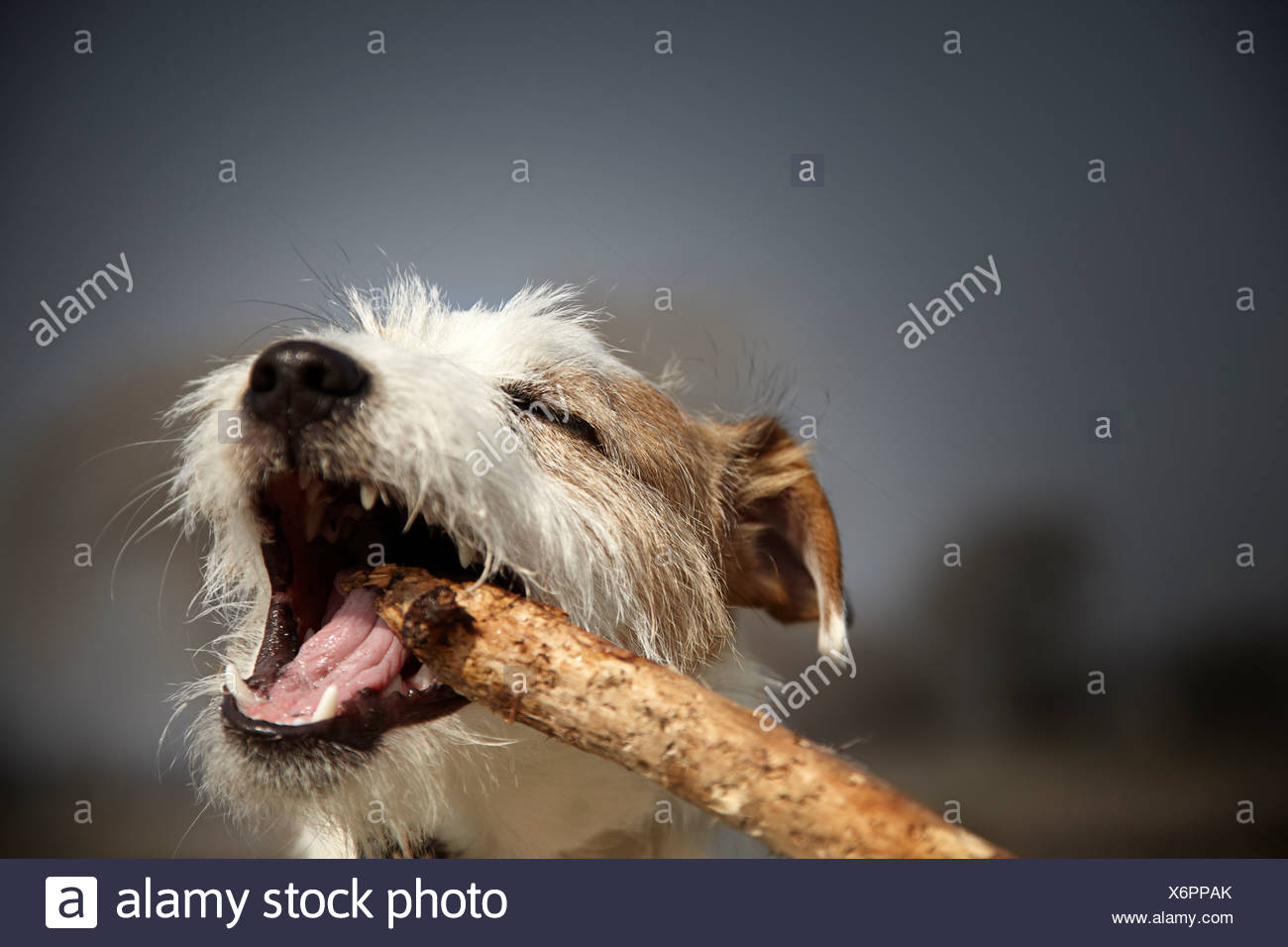 puppy still biting at 7 months