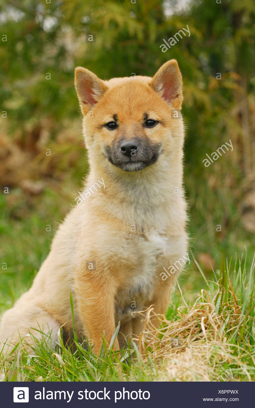 young shiba inu