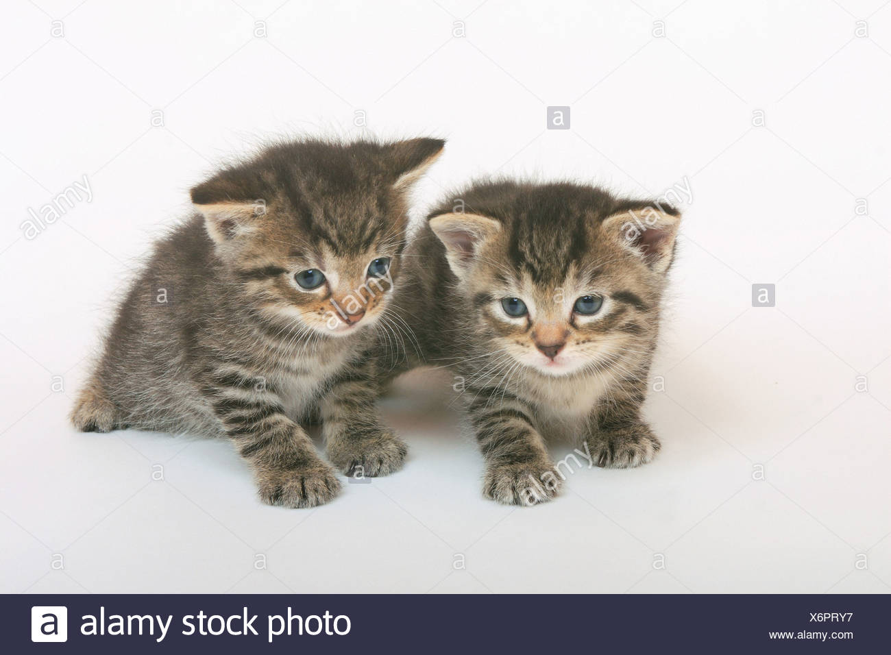 cute house cats