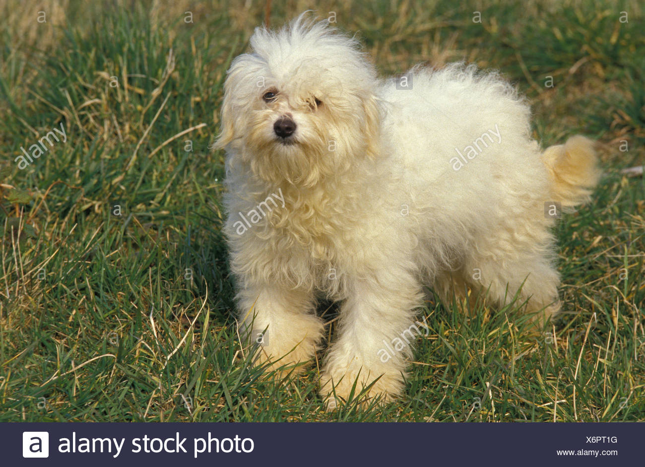 bolognese bichon dog