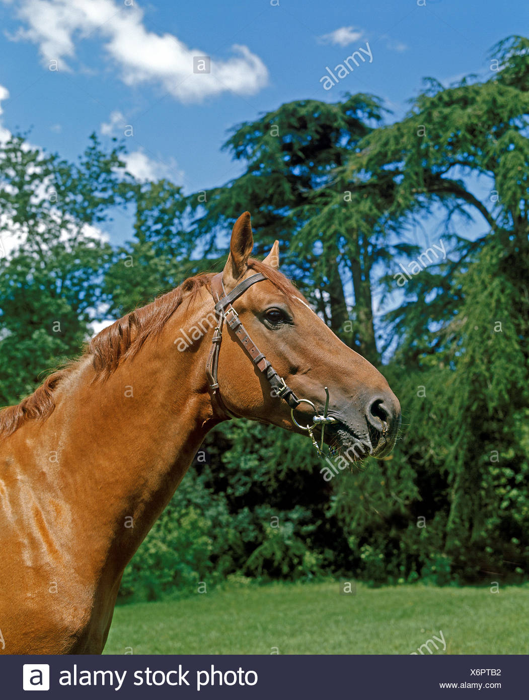 Cheval De Selle Francais Stock Photos & Cheval De Selle Francais Stock