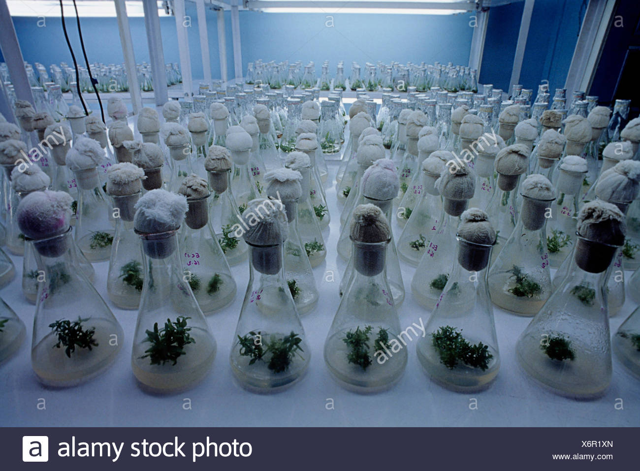 Tissue Culture Lab High Resolution Stock Photography and Images Alamy