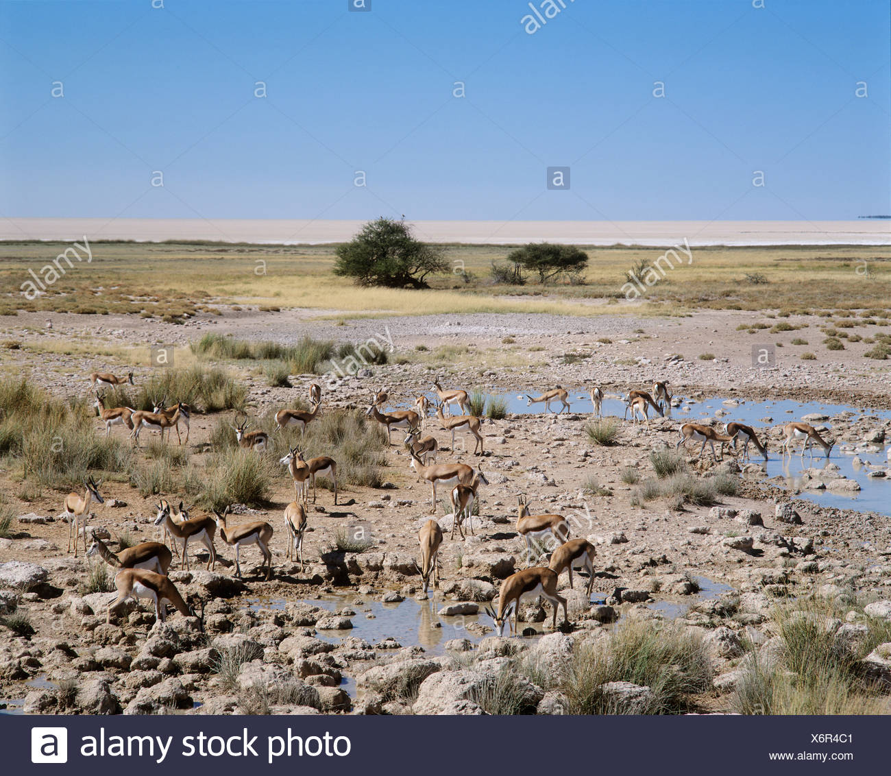 Springbocks - Salvadora-waterhole - Etosha National Park - Namibia Stock Photo