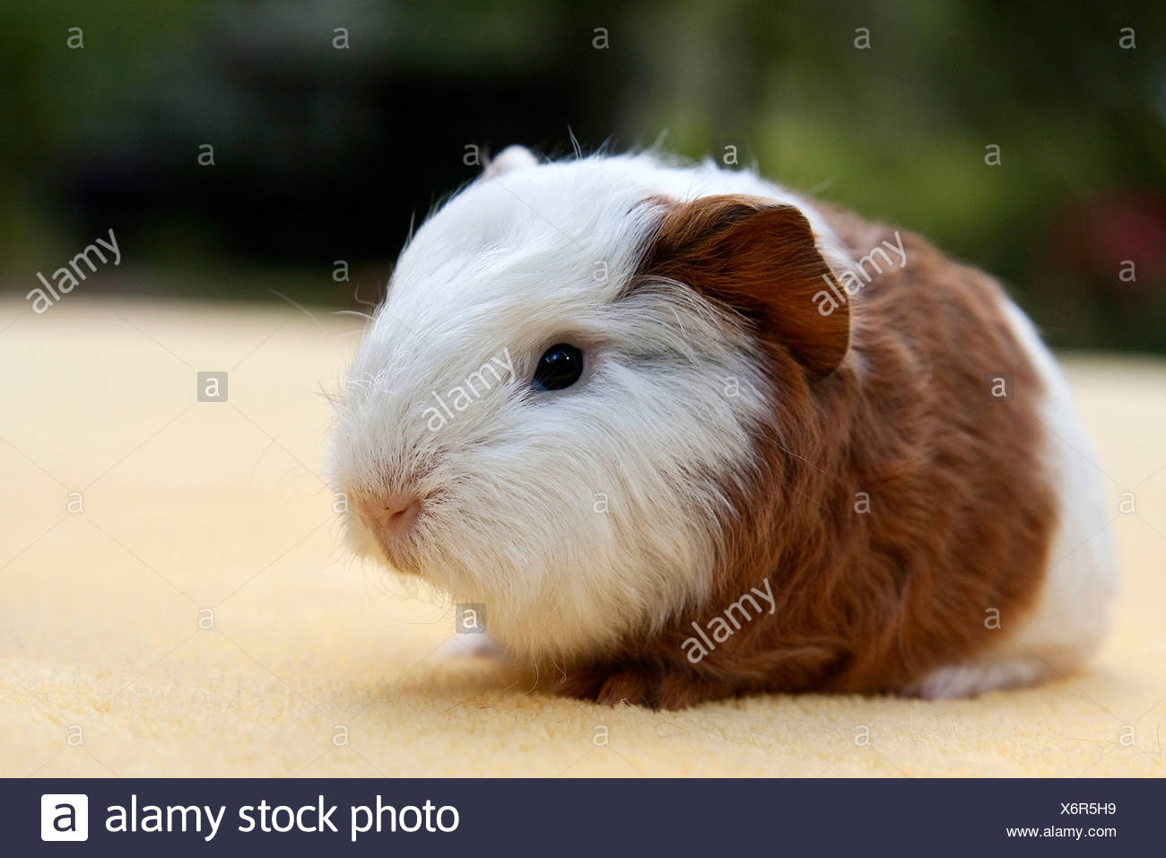 young guinea pig