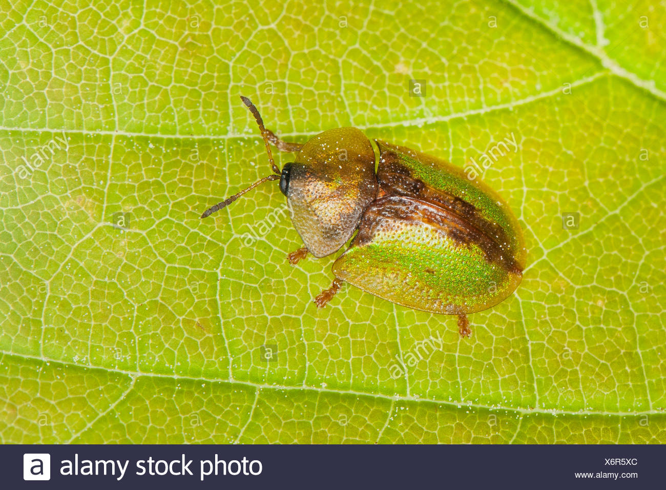 Tortoise Beetles High Resolution Stock Photography and Images - Alamy