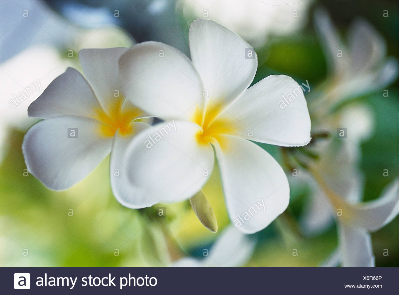Ylang Ylang Flower Frangipani Maledive Stock Photo