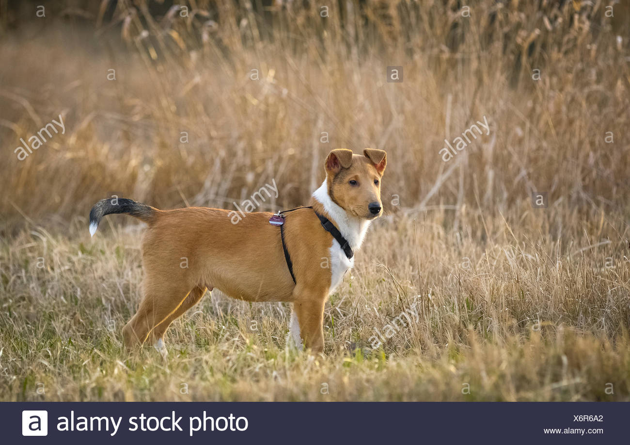 short haired collie puppy