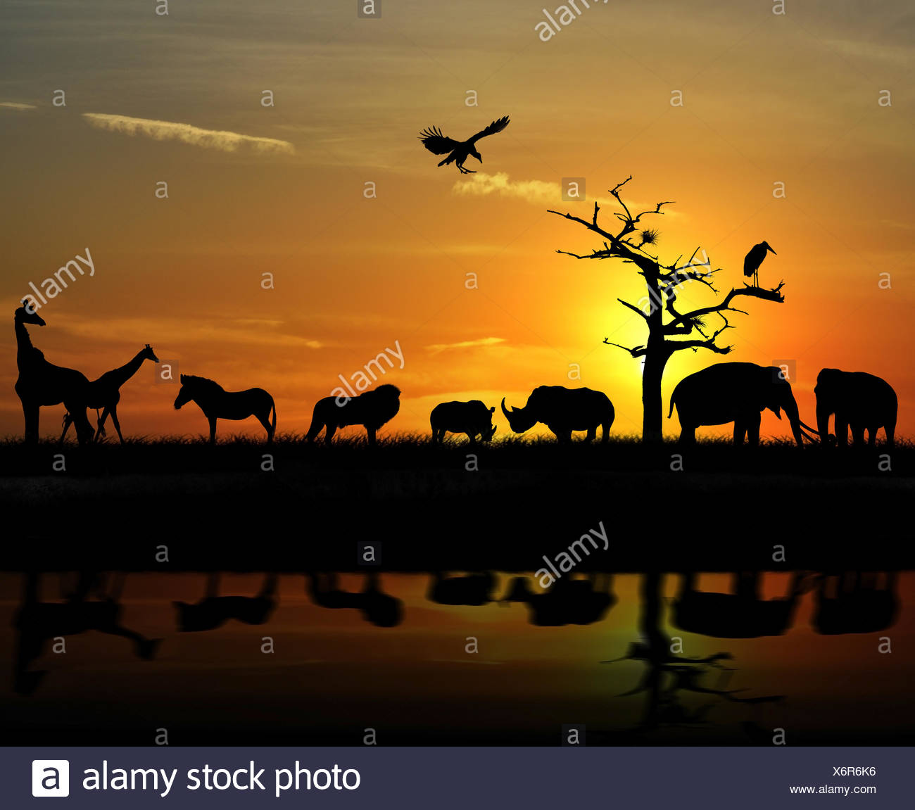 African Lion Silhouette High Resolution Stock Photography and Images ...