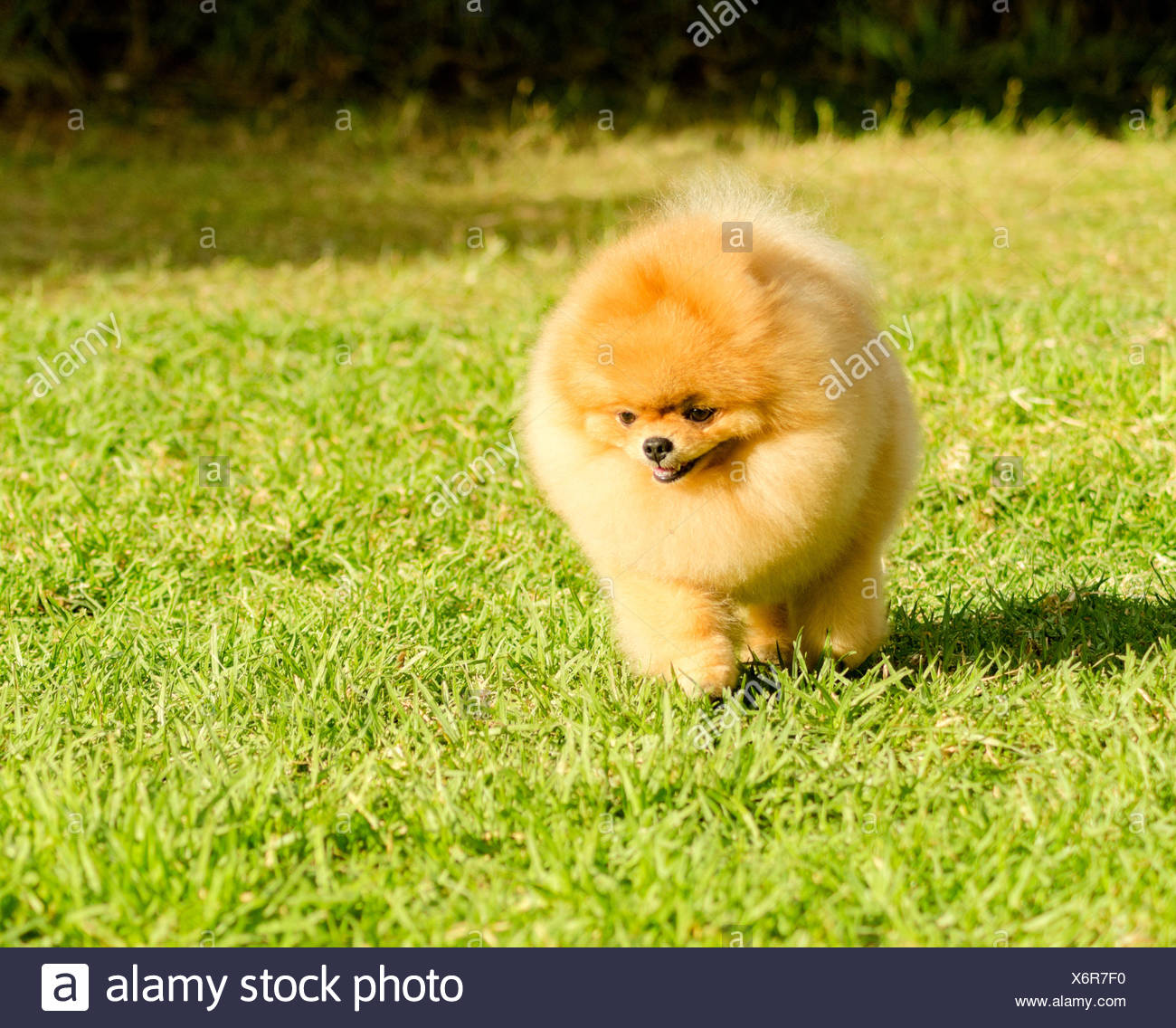 small orange dog