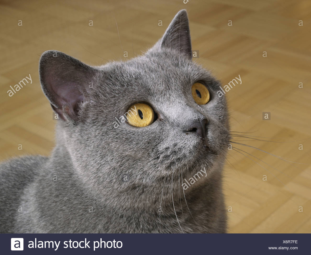Carthusian cat, british blue Stock Photo