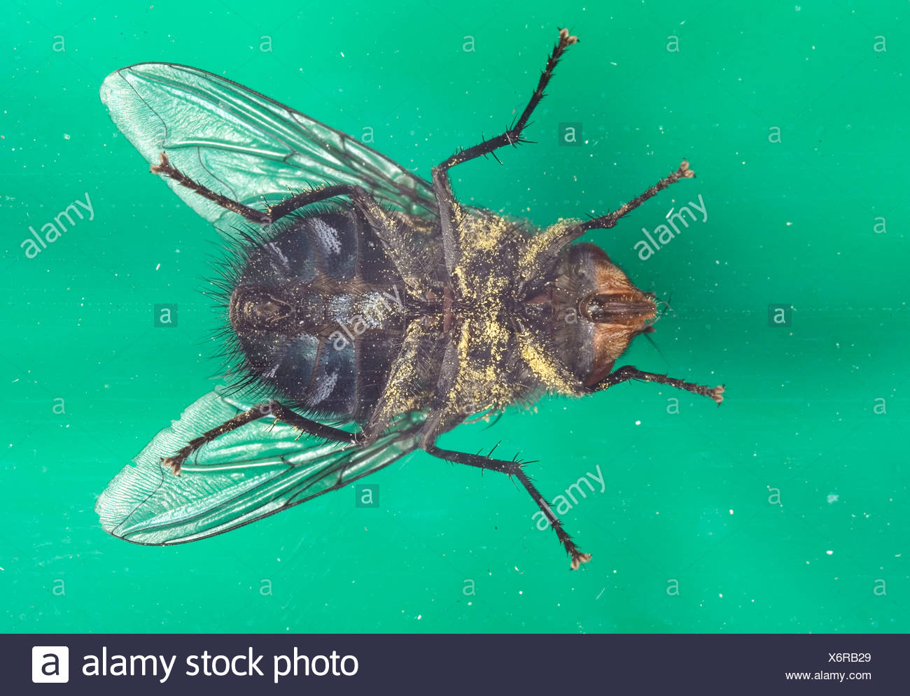 Page 3 Fliege Fly High Resolution Stock Photography And Images Alamy