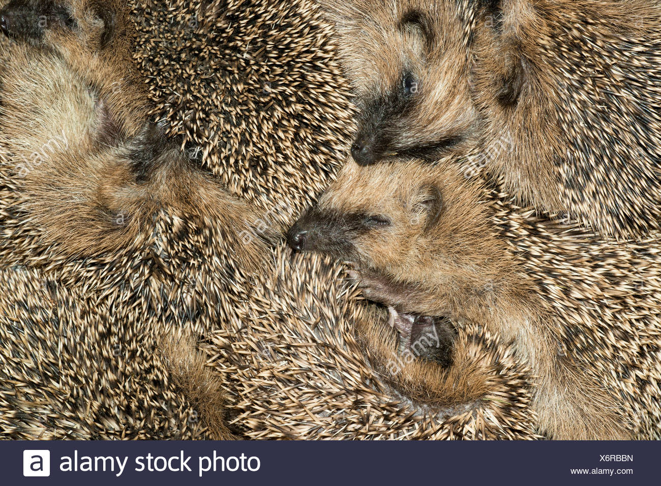 Hedgehog Nest Stock Photos & Hedgehog Nest Stock Images Alamy