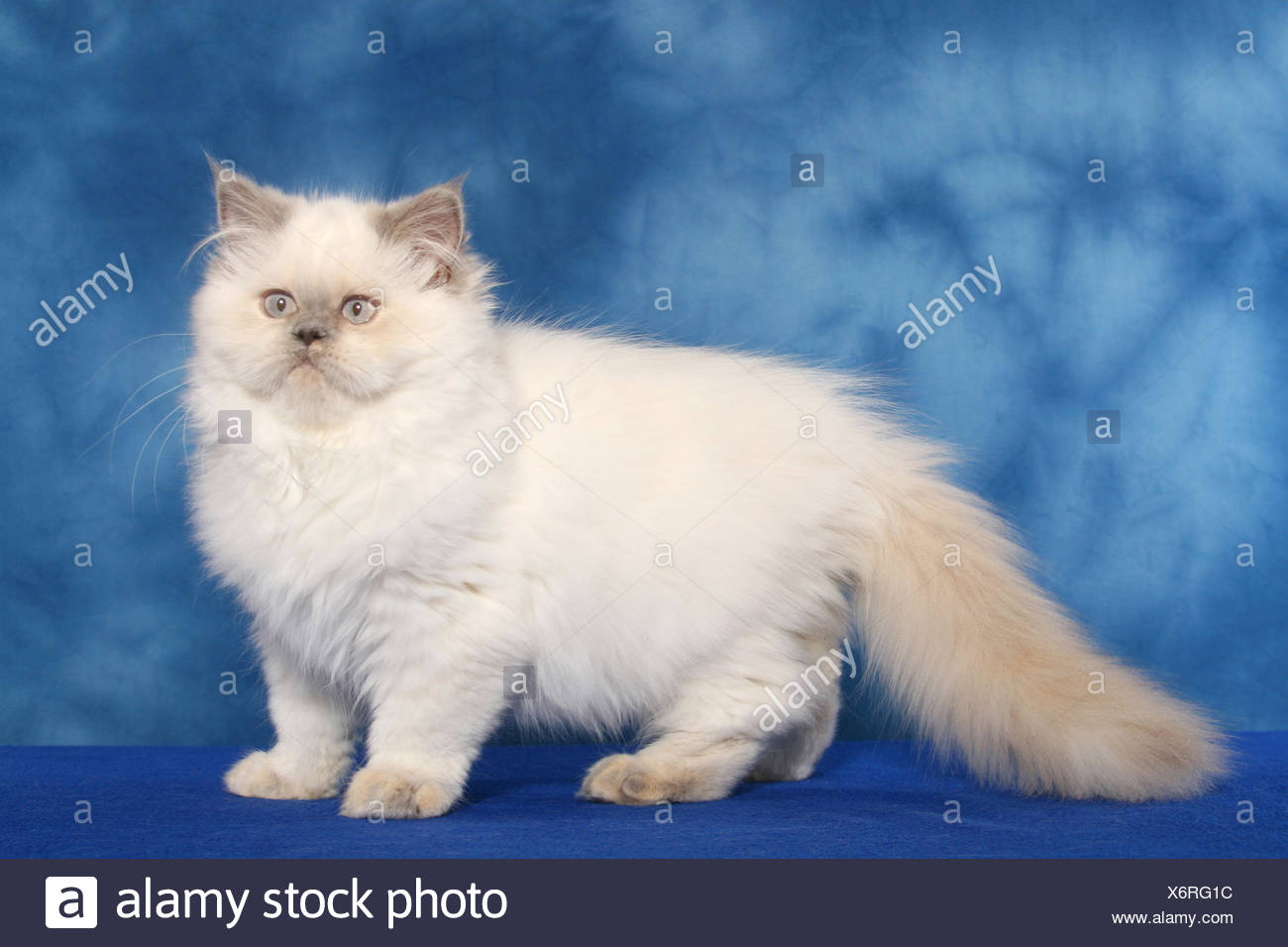 lilac persian kitten