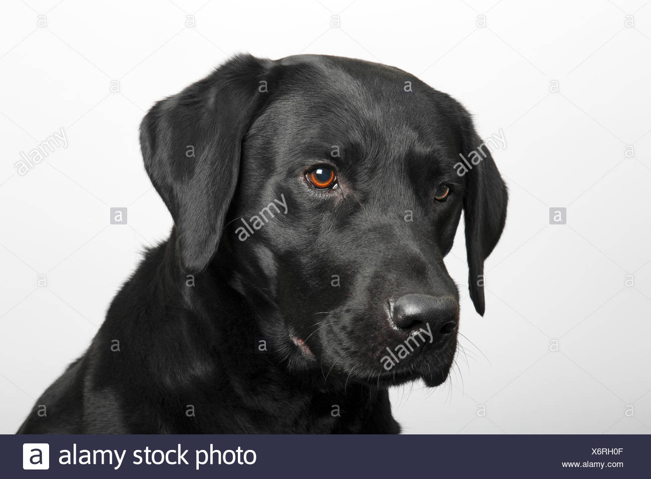 Black Labrador Retriever dog, male, portrait Stock Photo: 279572063 ... for Black Lab Dog Male
555kxo Black Labrador Retriever dog, male, portrait Stock Photo: 279572063 ... for Black Lab Dog Male
555kxo