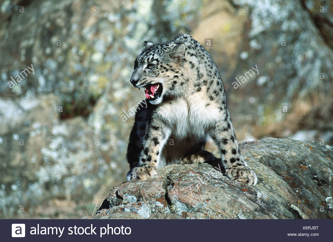 Snow Leopard Panthera Uncia Uncia Uncia Standing On A Rock Snarling Stock Photo Alamy Snow Leopard Panthera Uncia Uncia Uncia Standing On A Rock Snarling Stock Photo Alamy