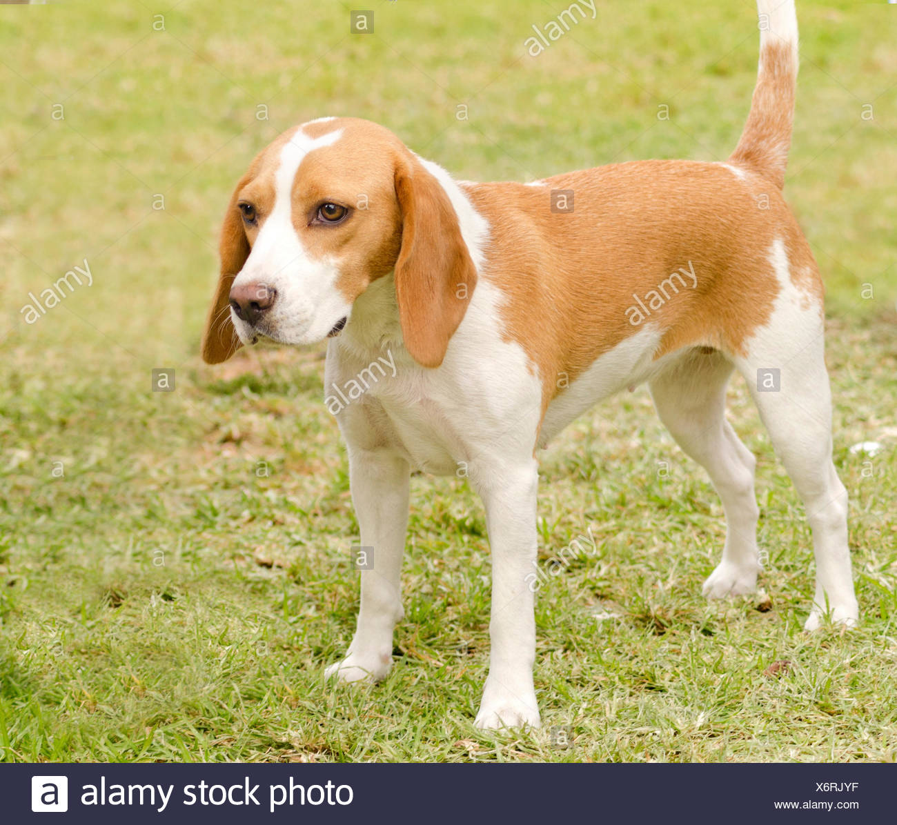 A Young Beautiful White And Orange Istrian Shorthaired Hound Puppy Dog Standing On The Lawn The Istrian Short Haired Hound Is A Scent Hound Dog For Hunting Hare And Foxes Stock Photo