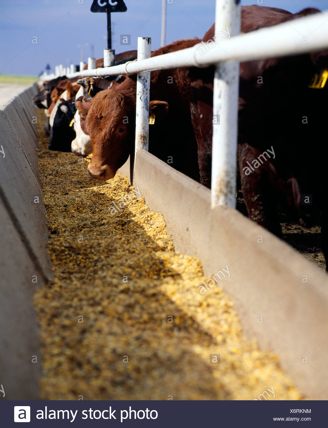 Cattle Eating Corn High Resolution Stock Photography and Images Alamy