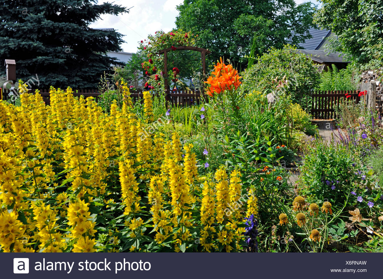 Of Romantic Cottage Gardens With Blossoming Summer Flowers And