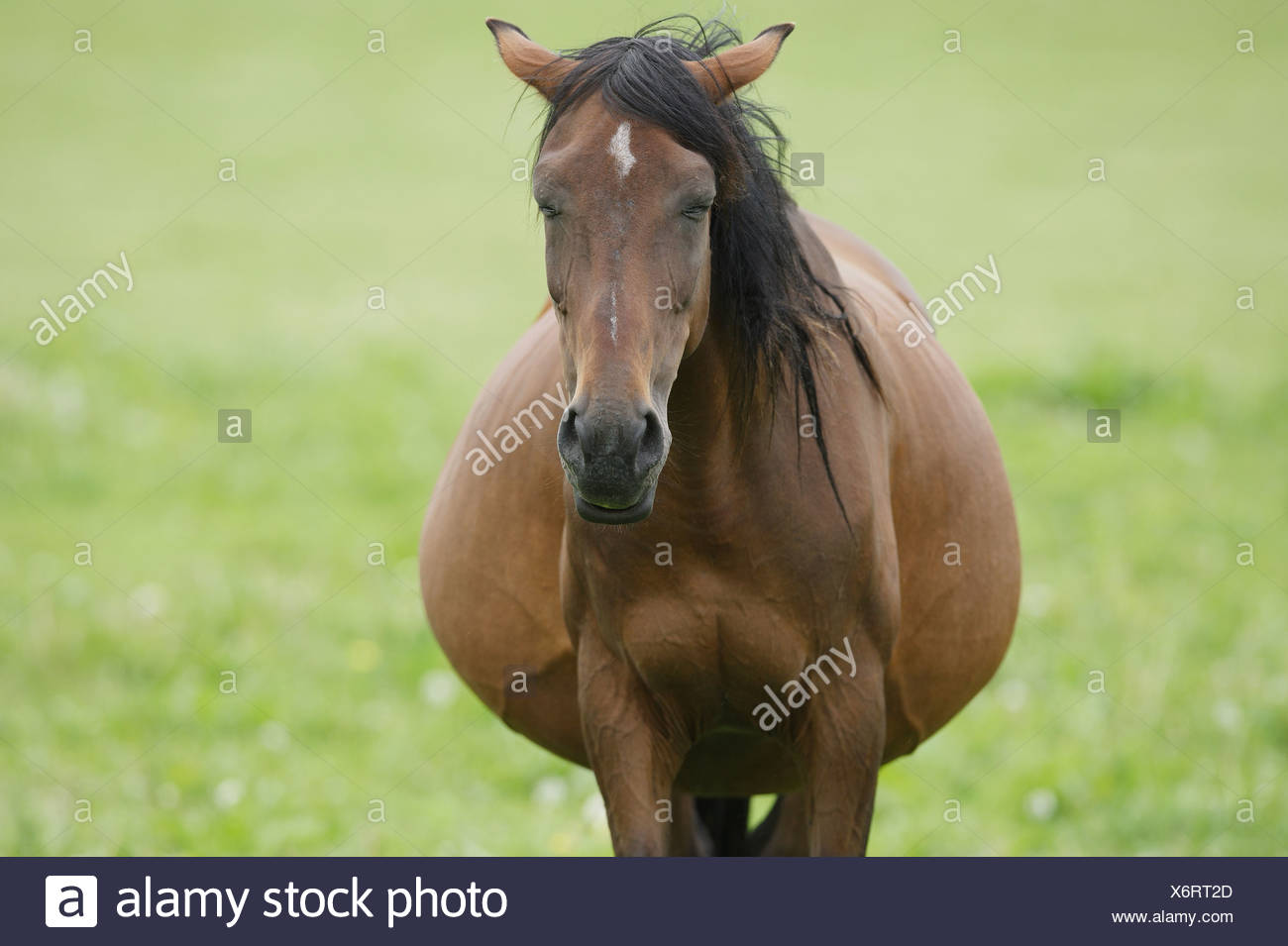Pregnant Horse High Resolution Stock Photography and Images Alamy