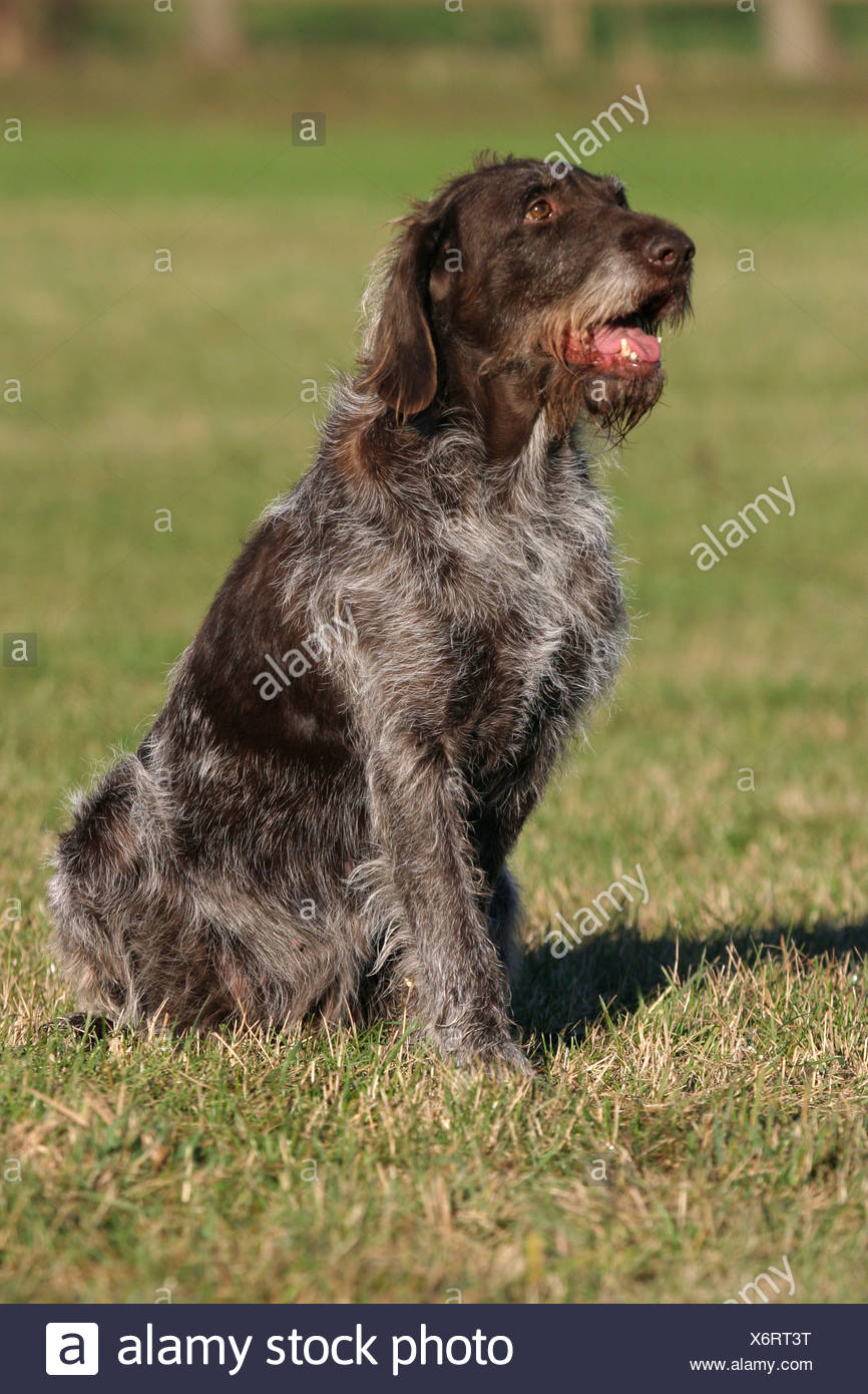 german drahthaar for sale