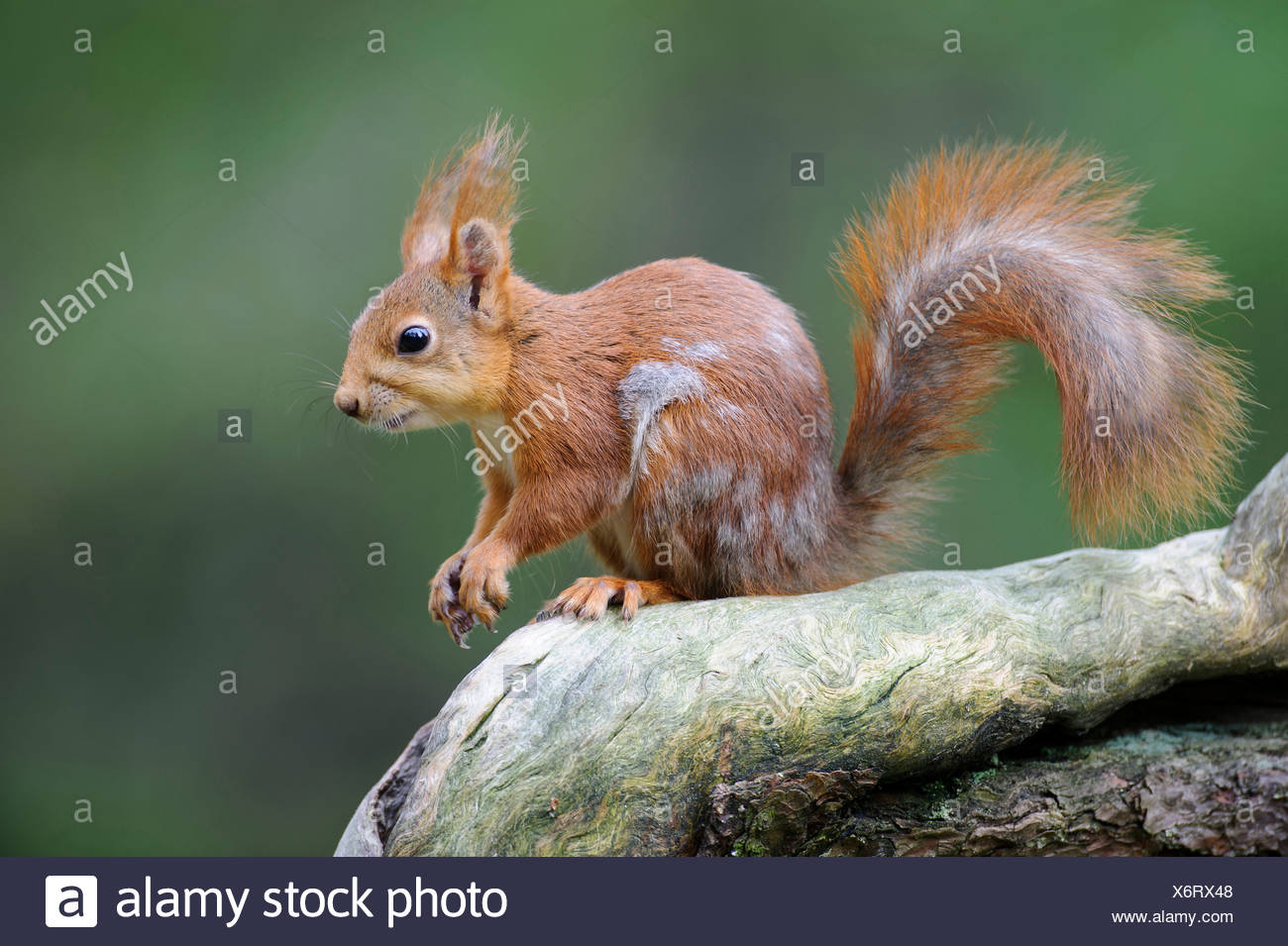 Eurasian Red Squirrel Sciurus Vulgaris Stock Photos & Eurasian Red ...